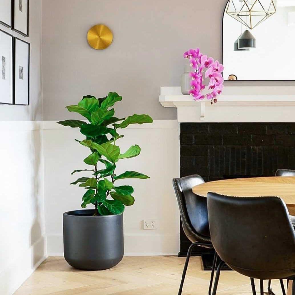 Tivral Lampe Murale Minimaliste en Laiton